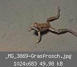 _MG_3869-Grasfrosch.jpg