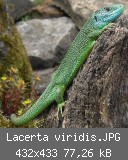 Lacerta viridis.JPG