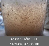 Wasserflhe.JPG