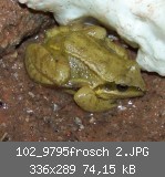 102_9795frosch 2.JPG