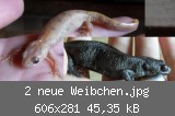 2 neue Weibchen.jpg