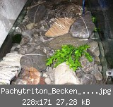 Pachytriton_Becken_s.q..jpg