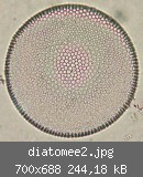 diatomee2.jpg