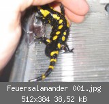 Feuersalamander 001.jpg