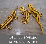 sollings 2009.jpg