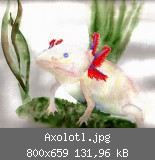 Axolotl.jpg