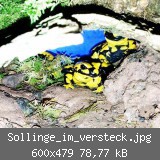 Sollinge_im_versteck.jpg