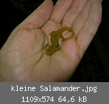 kleine Salamander.jpg