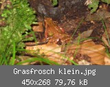 Grasfrosch klein.jpg