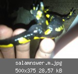 salamnswer.m.jpg