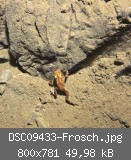 DSC09433-Frosch.jpg