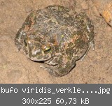 bufo viridis_verkleinert.jpg