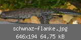 schwnaz-flanke.jpg