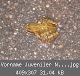 Vorname Juveniler Nachname Grasfrosch.jpg