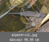 alpestris1.jpg