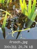 frosch.jpg