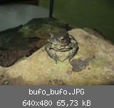 bufo_bufo.JPG