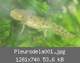 Pleurodela001.jpg