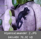 Alpensalamander 2.JPG