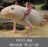 lotl3.jpg