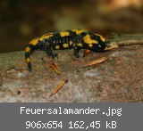 Feuersalamander.jpg