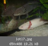 lotl7.jpg