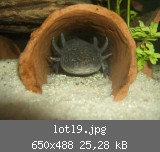 lotl9.jpg