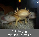 lotl10.jpg