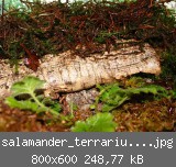 salamander_terrarium_04.jpg