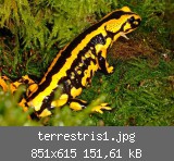 terrestris1.jpg