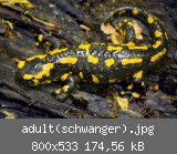 adult(schwanger).jpg